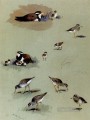 Estudio de playeros corceles de color crema y otras aves Archibald Thorburn bird